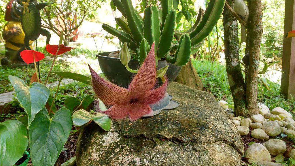 Отель Rosa Amarela Сан-Педру-да-Серра Экстерьер фото